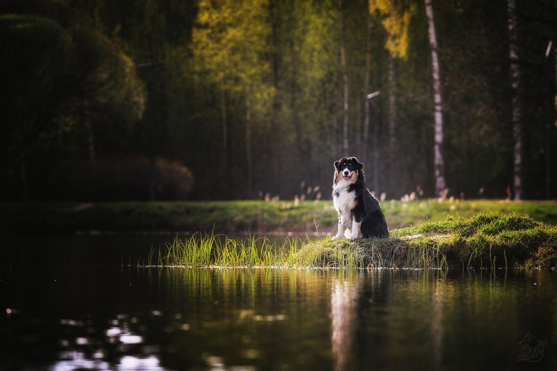 В уходящих лучах летнего солнцаphoto preview