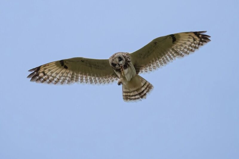 болотная сова, сова, птицы Воздушный поцелуйphoto preview