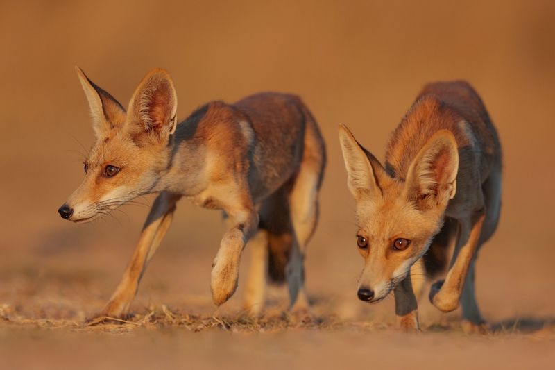 Fox family  фото превью