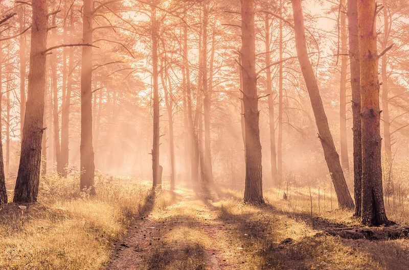 лето, природа, туман, утро, fog, morning, dawn, dew, droplets, landscape, summer, seasons утро в сосновом лесу фото превью