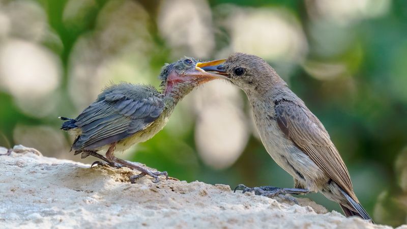 Нектарница фото превью