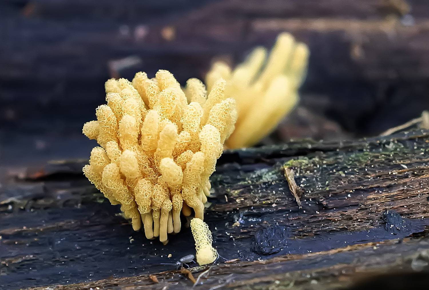 сетка капиллиция, миксомицеты, макро, арцирия, Широких Александр