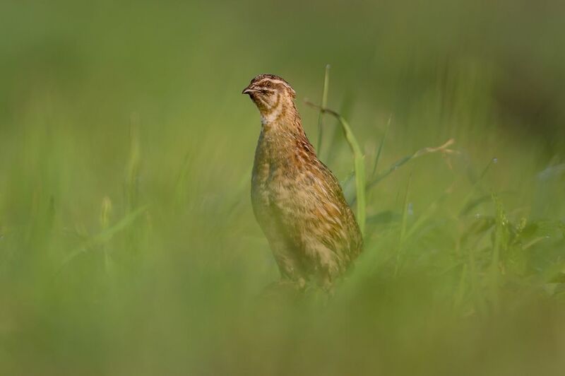 Перепел на восходеphoto preview