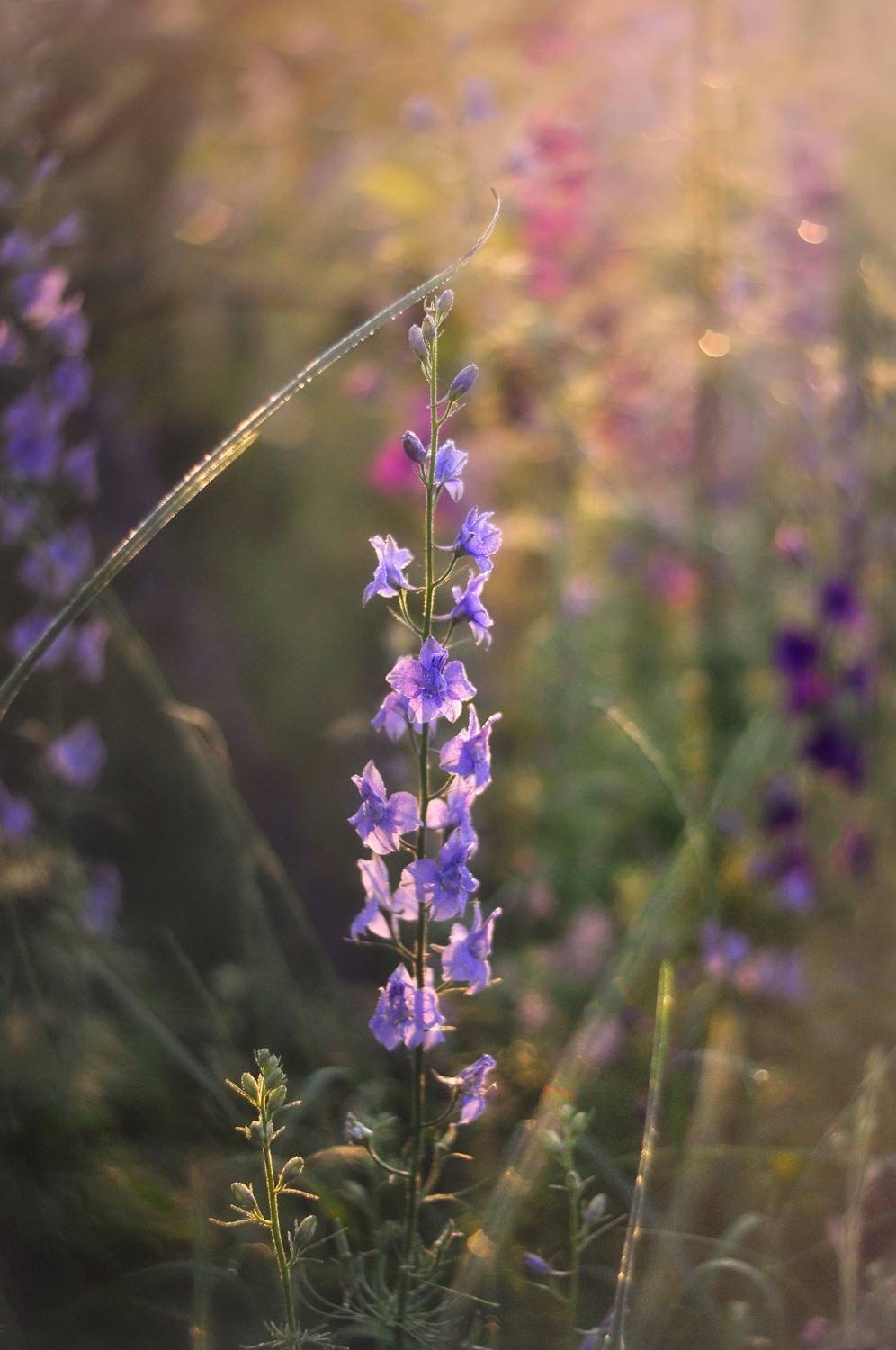 лето, цветы, утро, дельфиниум, природа, Буглак Инна