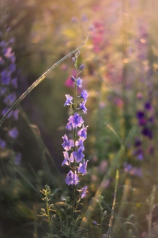 лето, цветы, утро, дельфиниум, природа Пробуждение дельфиниума photo preview