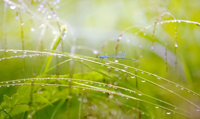 Стрекоза....photo preview