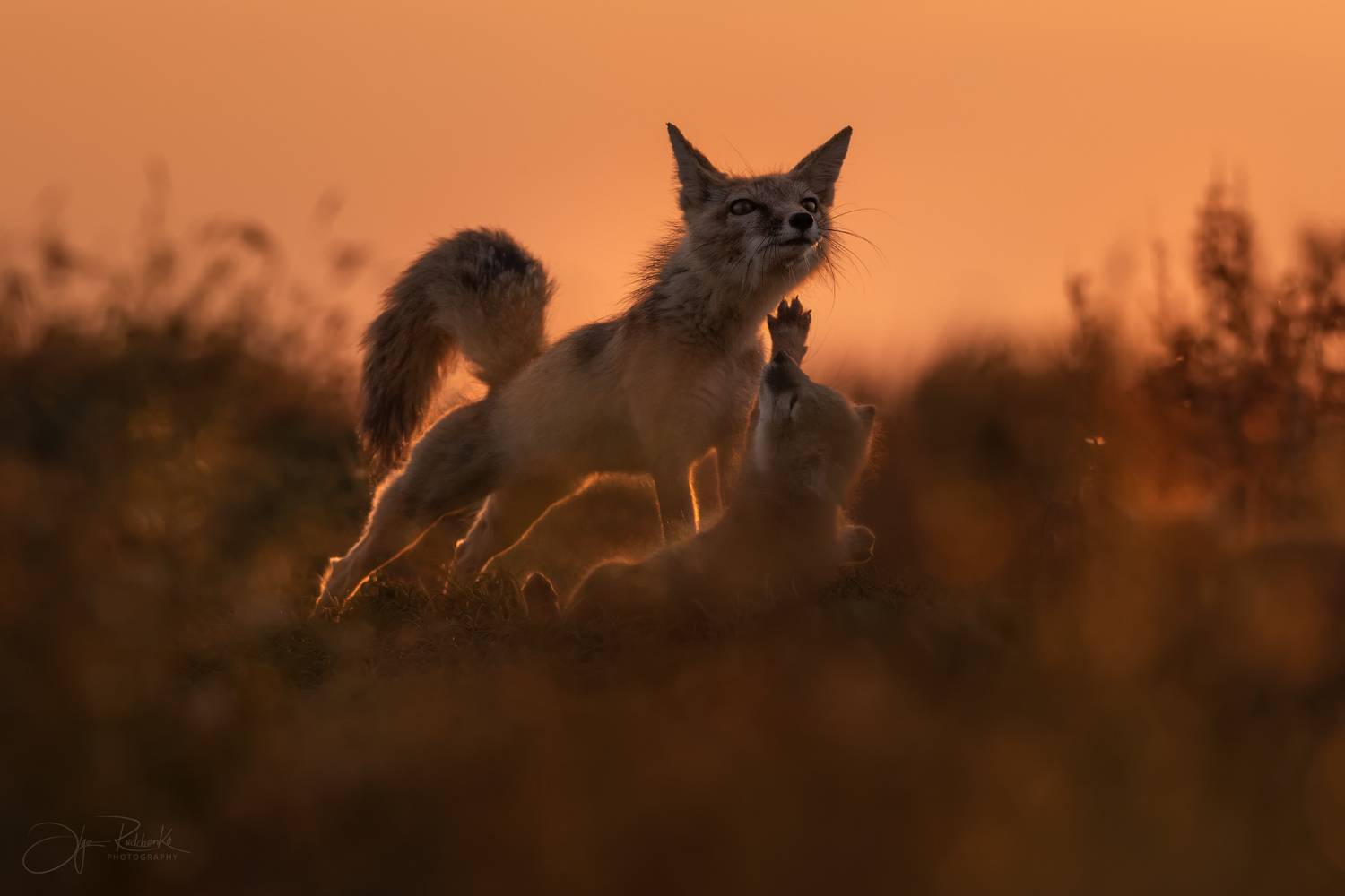 корсак, калмыкия, степная лиса, корсачонок, дикая природа, wildanimals, корсачата, vilpus corsac, corsac, корсаки, маныч, маныч-гудило, черные земли, Рудченко Ольга