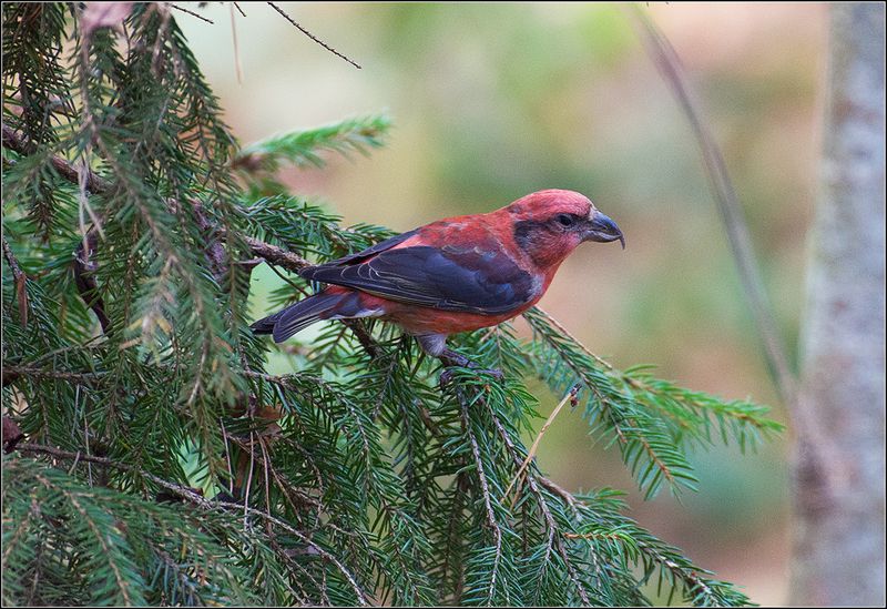 москва, парк, клёст, птица *  *  *photo preview