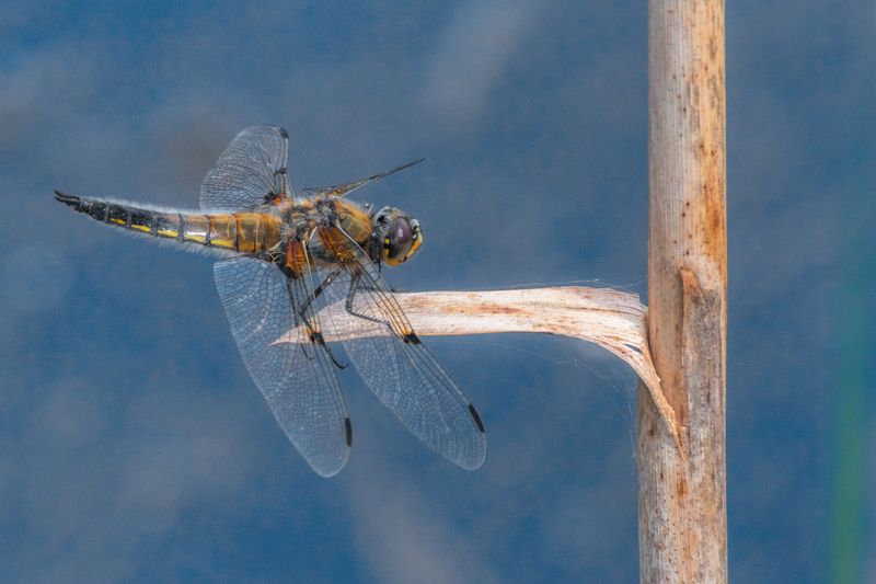 Стрекоза на сухом стебле рогоза.photo preview