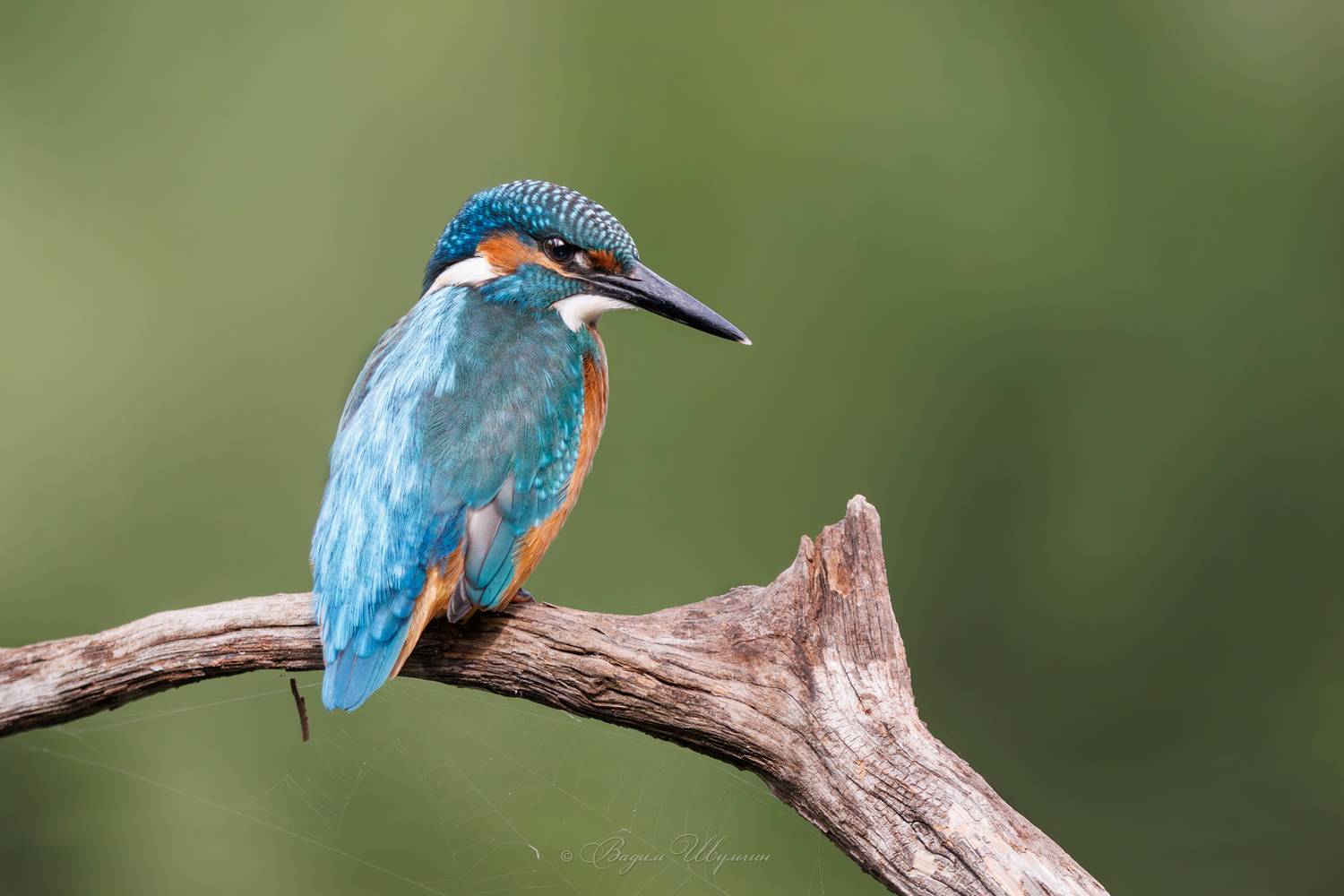 Молодой рыбак. Автор: Шульгин Вадим зимородок, Шульгин Вадим