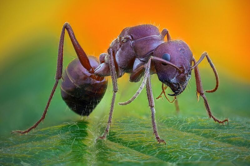 ceclii, macro  фото превью