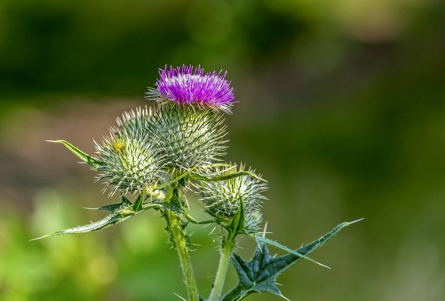 Принарядился. Автор: Valeriy , Valeriy