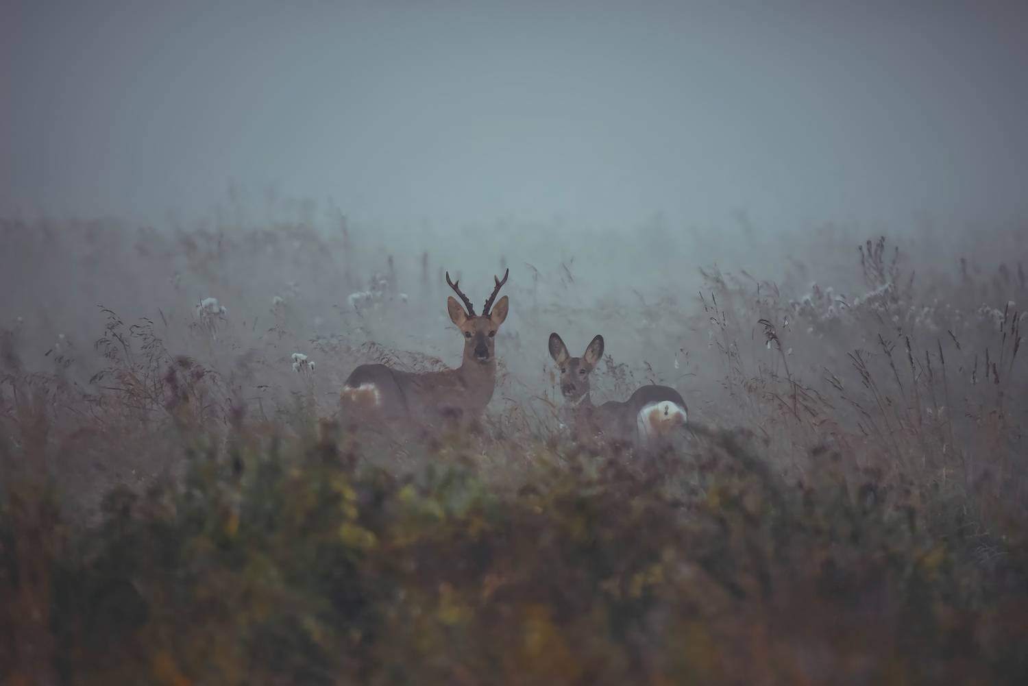 косуля туман утро животные никон , Бухвалова Анастасия