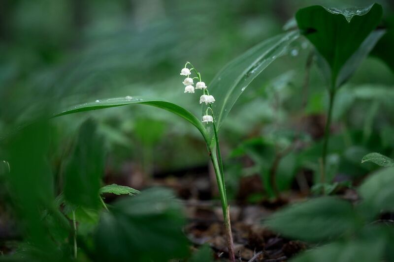 лес, ландыш, природа, цветы, лето Ландыш в лесу фото превью