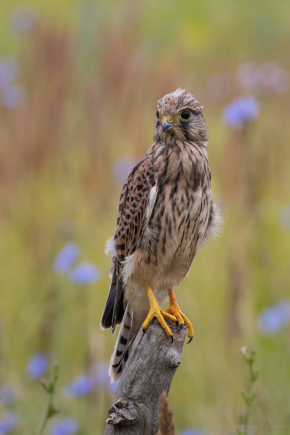 пустельга, птицы, пернатые, Глебов Сергей