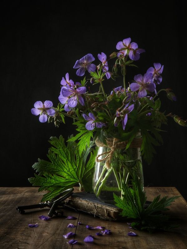 Луговая герань. фото превью