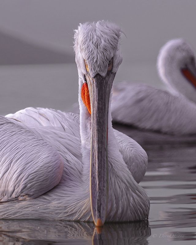 далматинский, кудрявый, пеликан, птицы, dalmatian, pelican, birds Испытывающий взглядphoto preview