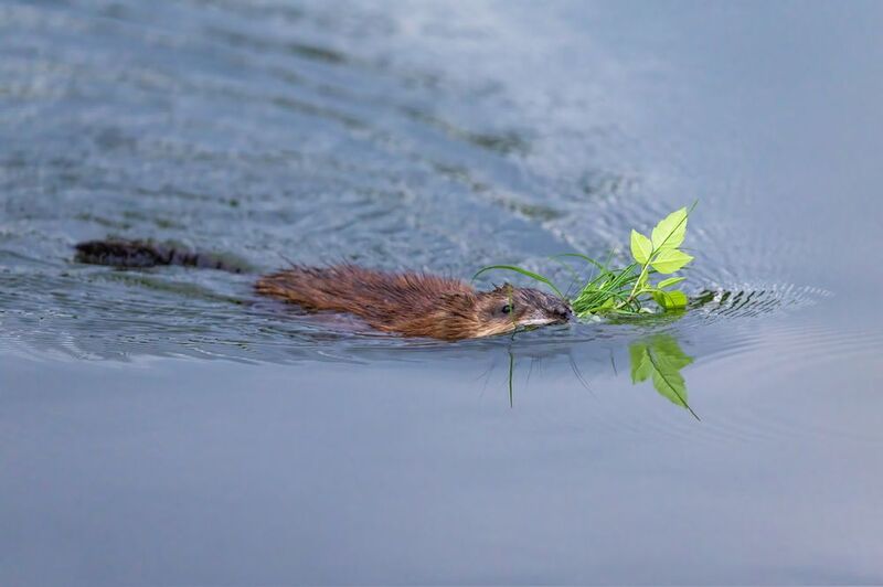 ондатра На свидание фото превью
