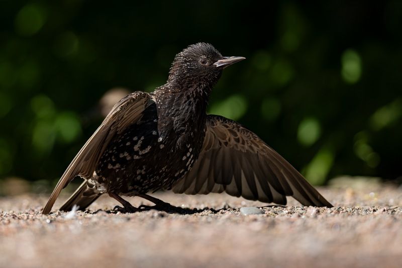солнцевание, скворец, птицы Солнцеваниеphoto preview