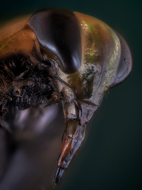 Гладыш.photo preview