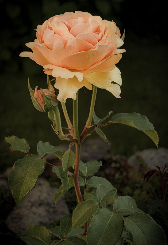 Розовая роза фото превью