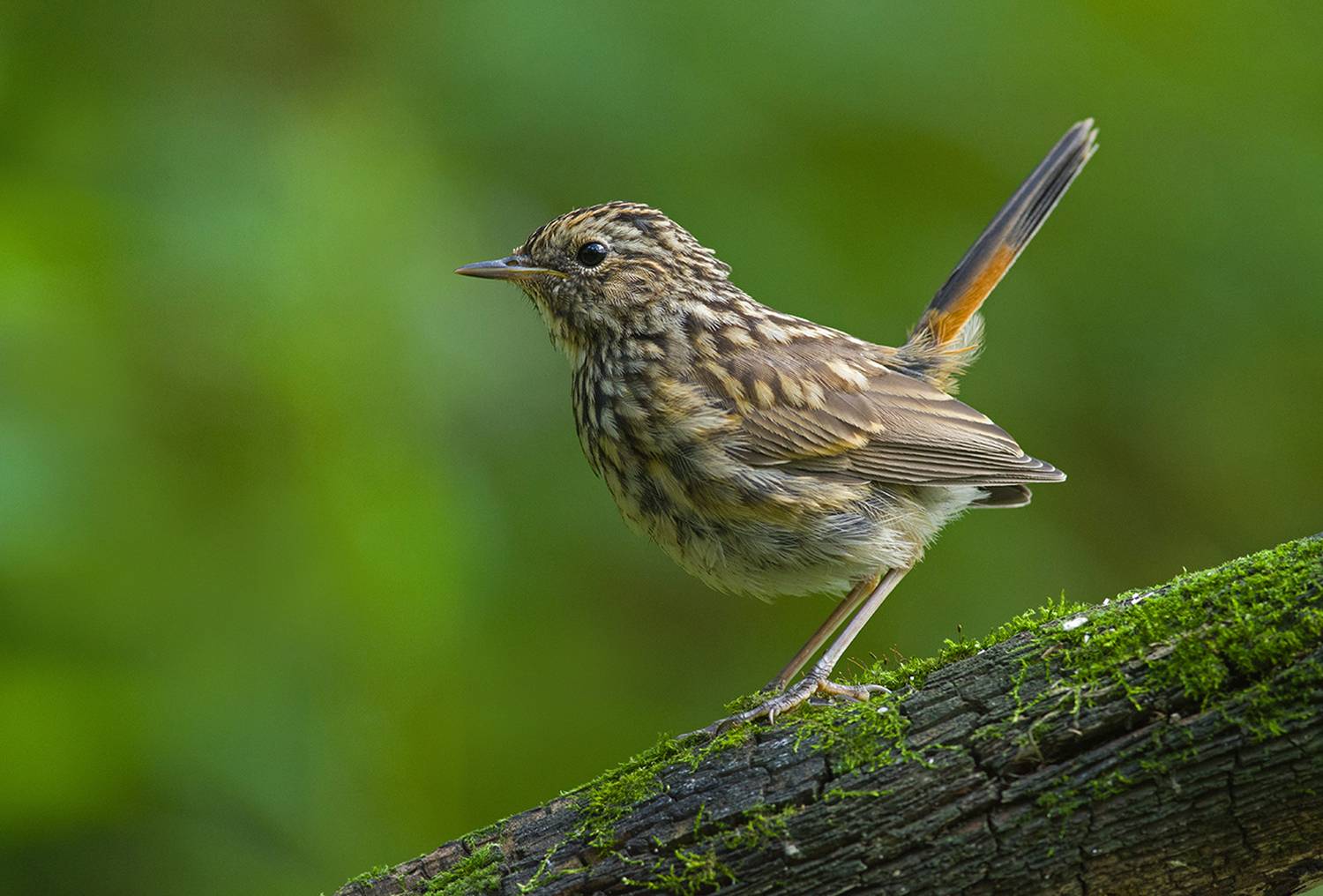 варакушка,молодой,хвост,птенец, Иван
