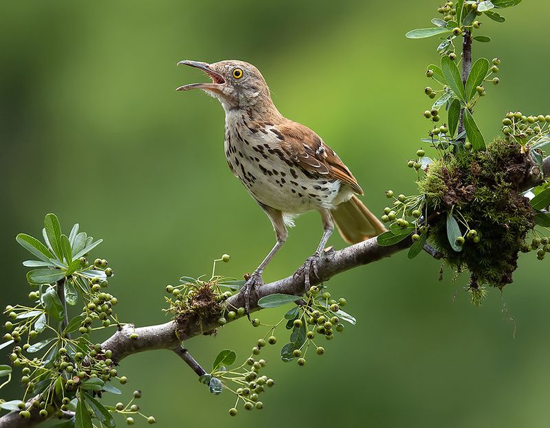 коричневый пересмешник, brown thrasher, пересмешник Juvenile,Brown Thrasher - Коричневый пересмешникphoto preview