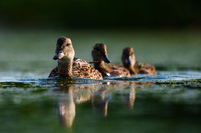 Утка Семействоphoto preview