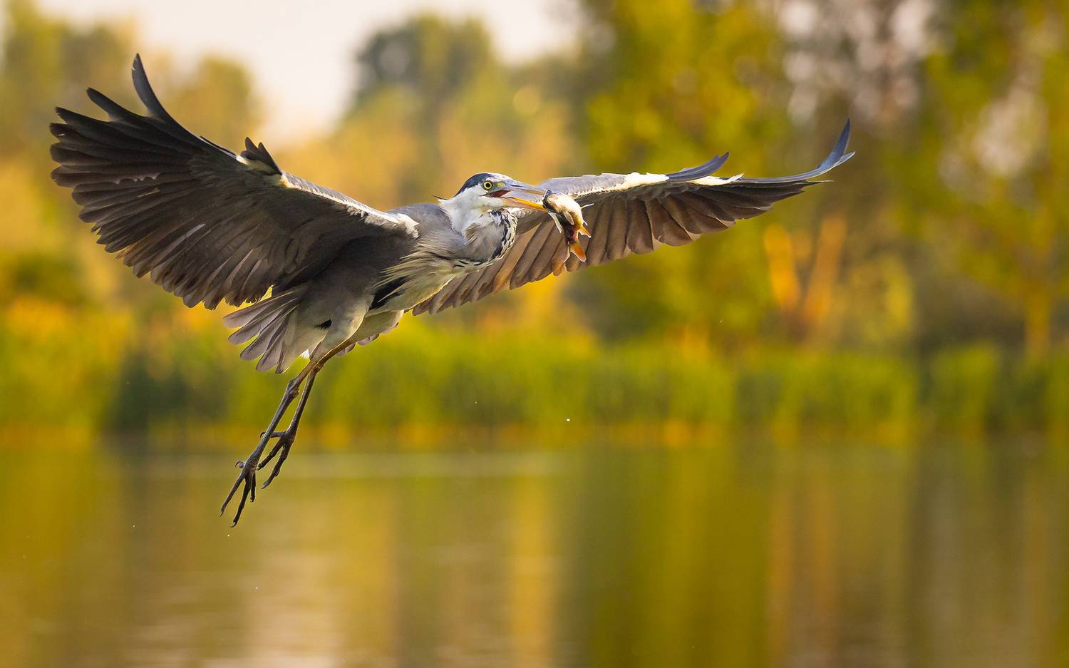 Lovec. Автор: Adamec Robert , Adamec Robert