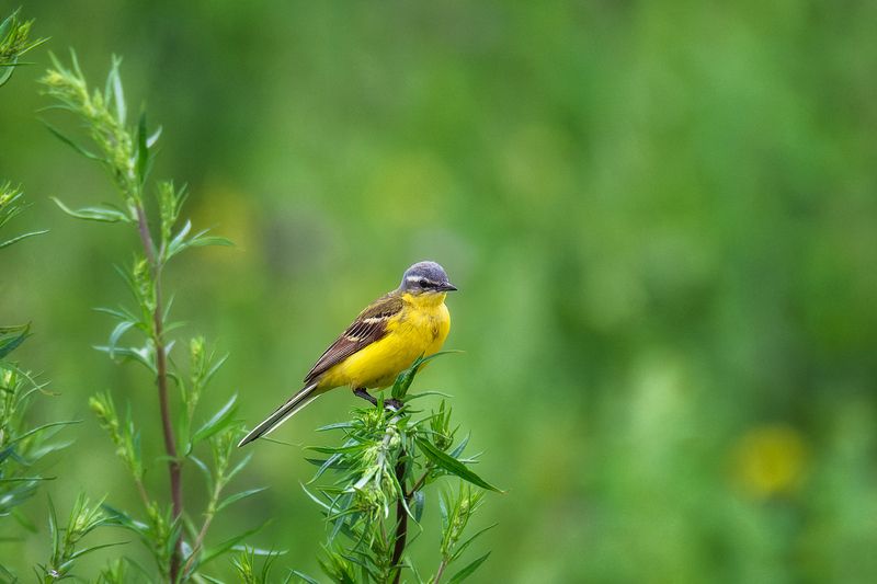 пермский край, птицы, трясогузка, желтая трясогузка ,фотоохота Желтая трясогузка фото превью