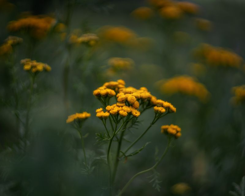 пижма, цветы, природа Пижма на обочине фото превью