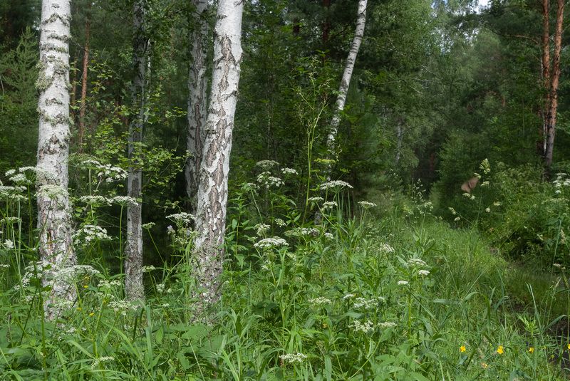 сыро в лесуphoto preview