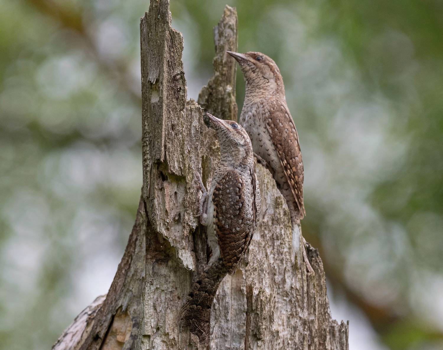 вертишейка, птицы, весна, лето, фотоохота, природа, Сигушин Руслан
