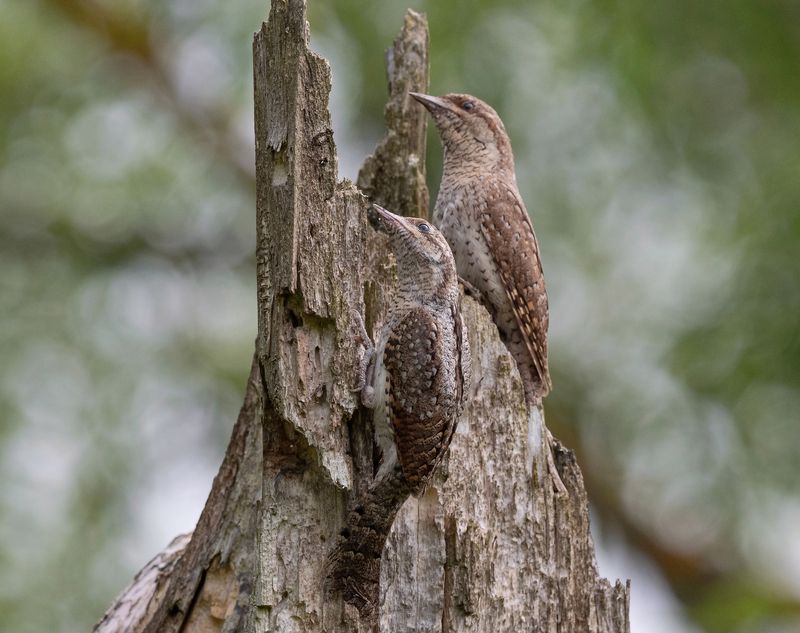 вертишейка, птицы, весна, лето, фотоохота, природа Покорители вершинphoto preview