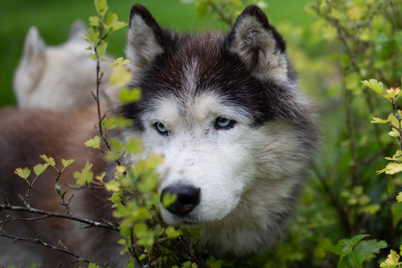 Хаски.Вожак.photo preview