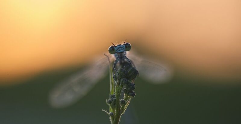 at sunsetphoto preview