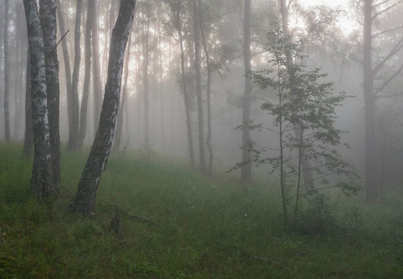 лес, туман , лето photo preview