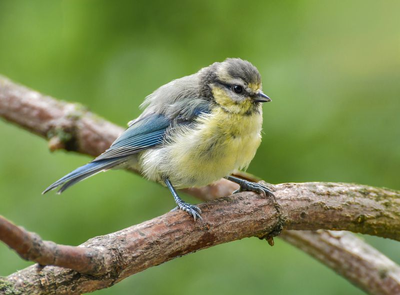 Молодая лазоревкаphoto preview