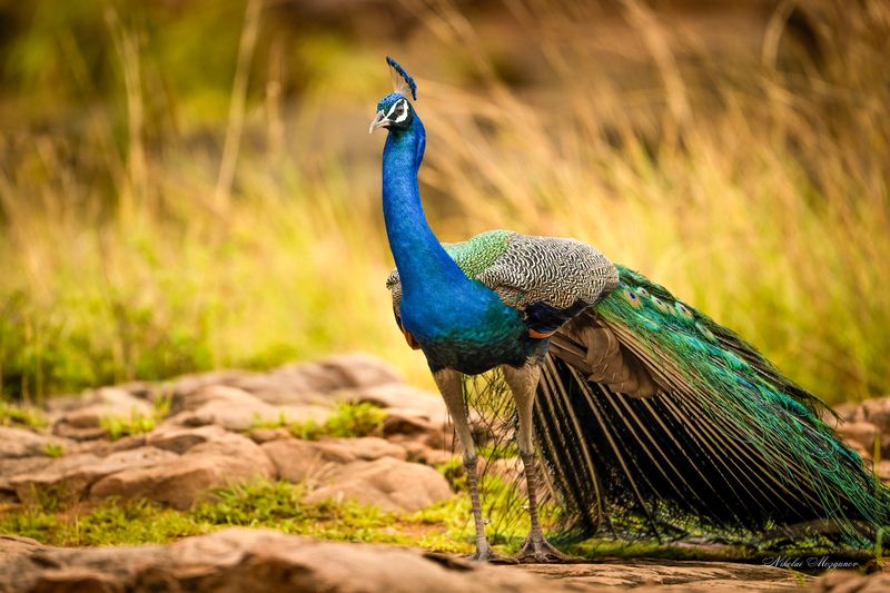 Чудо природы...photo preview