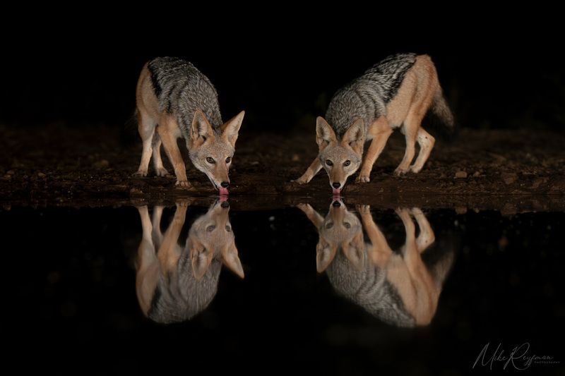 worldphototravels, mikereyfman, wildlife-photography, nature-photography, photo-workshop Hyenas and Black-backed jackalsphoto preview