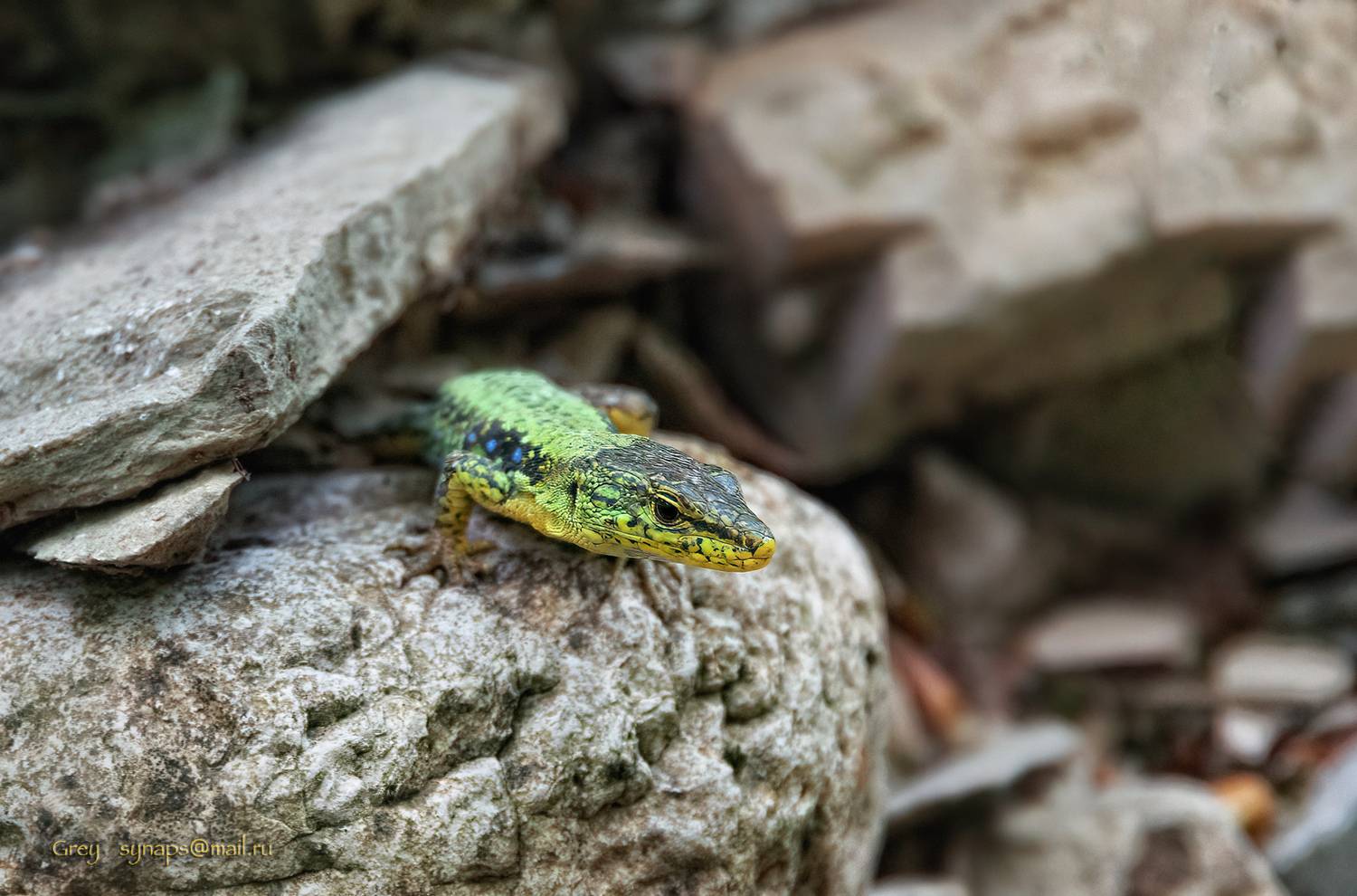 Охотник. Автор: Сергей Павлов ящерица макро камни, Сергей Павлов