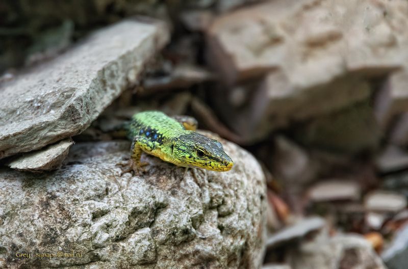 ящерица макро камни Охотникphoto preview