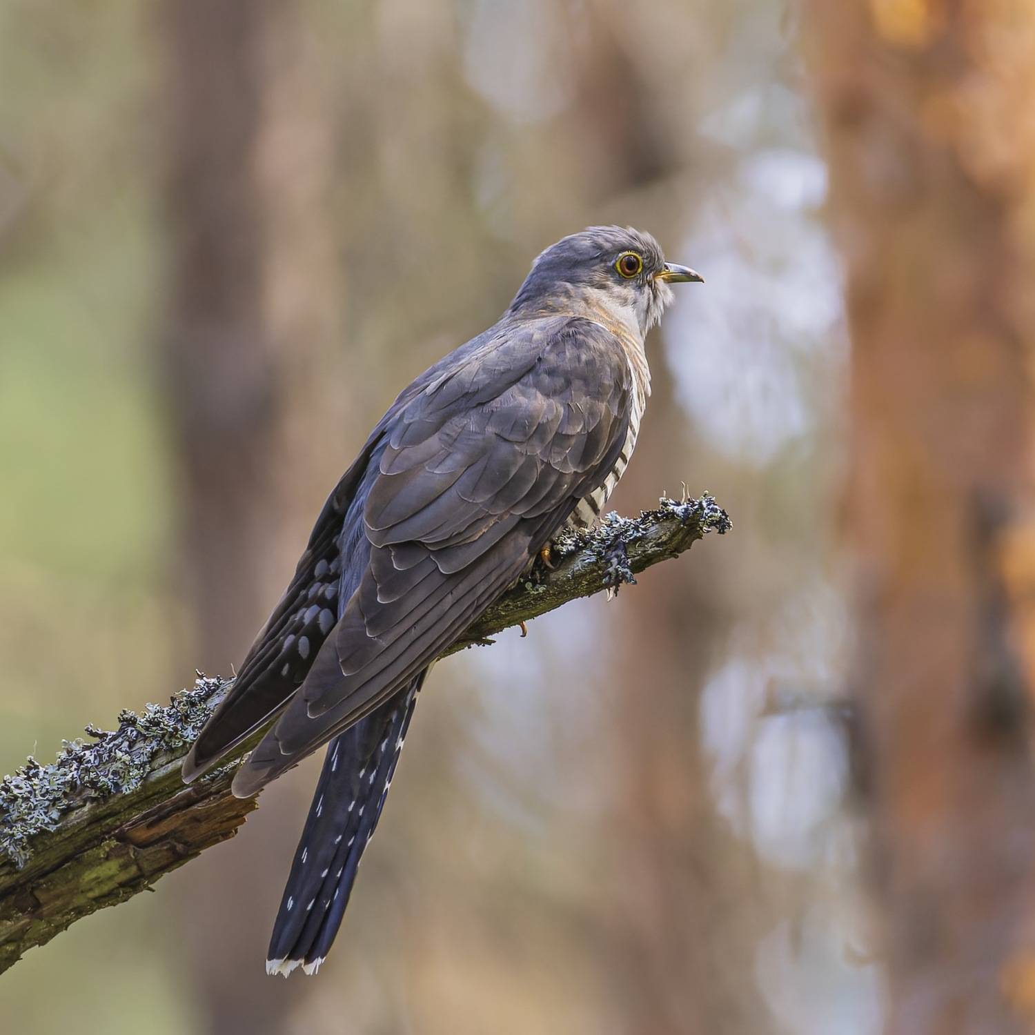 кукушка, птицы, Руслан Pl