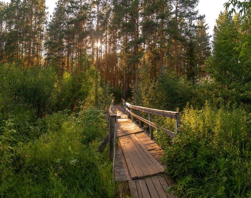 лес, мост, трава, закат, вечер Мостик. фото превью