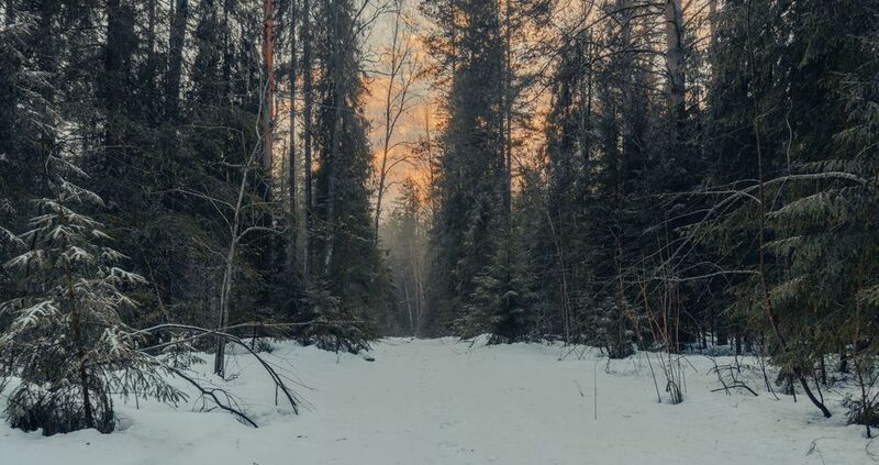 Лесная дорога зимой фото превью