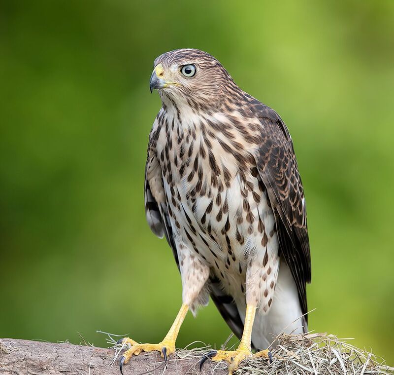 полосатый ястреб, sharp-shinned hawk, ястреб, hawk, хищные птицы, raptor Juvenile. Sharp-shinned Hawk - Молодой Полосатый ястребphoto preview