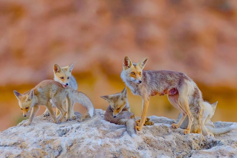Fox family  фото превью