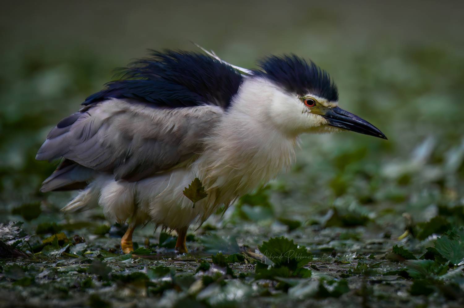 wildlife, Плеханов Александр