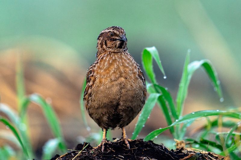Перепел Перепел. Важный такой.photo preview
