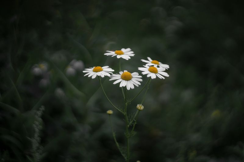 ромашки, цветы, лето, гелиос, боке Ромашковое настроение фото превью